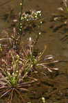 Spoonleaf sundew